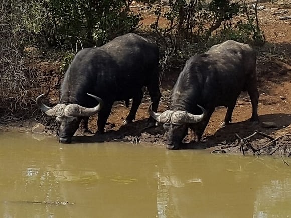 Wildlife 7