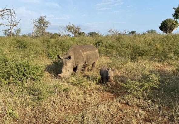 Saving Our Rhinos