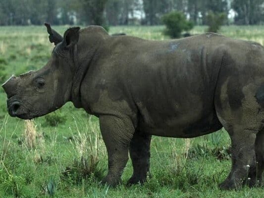Saving Our Rhinos 2
