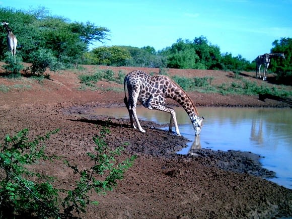 Wildlife 10